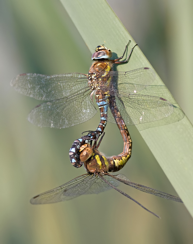 Mating Migrant Hawkers